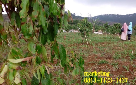 KebunKelengkeng2_kavling di bandung_KTCicalengka