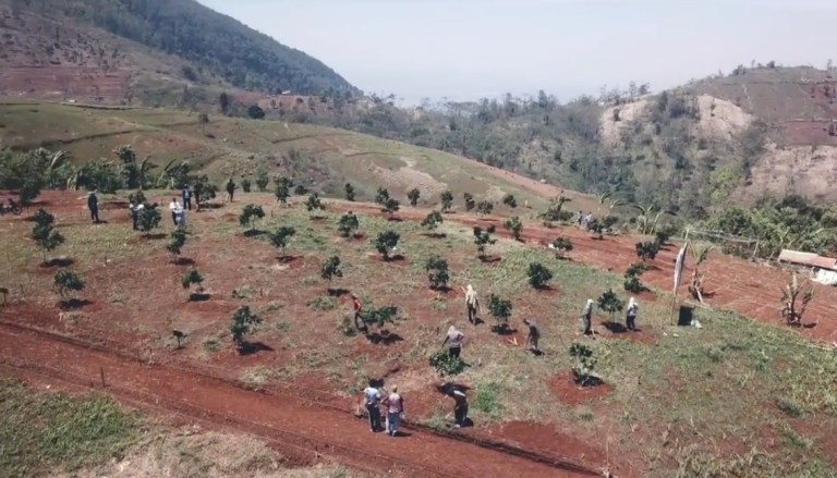 Penanaman pohon kelengkeng Investasi Tanah Kavling Kebun KTC