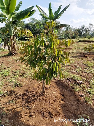 Pohon sudah_2 ditanam Kebun Durian Cigalontang Investasi
